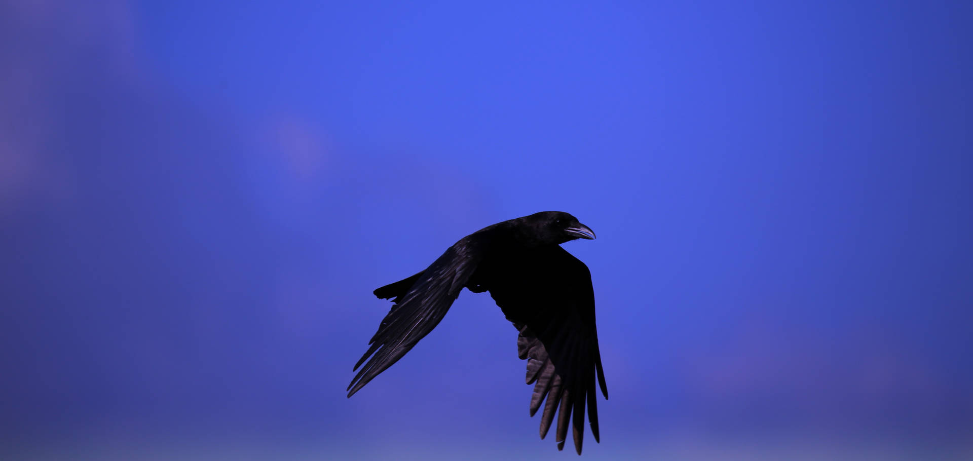 5472X2593 Raven Wallpaper and Background