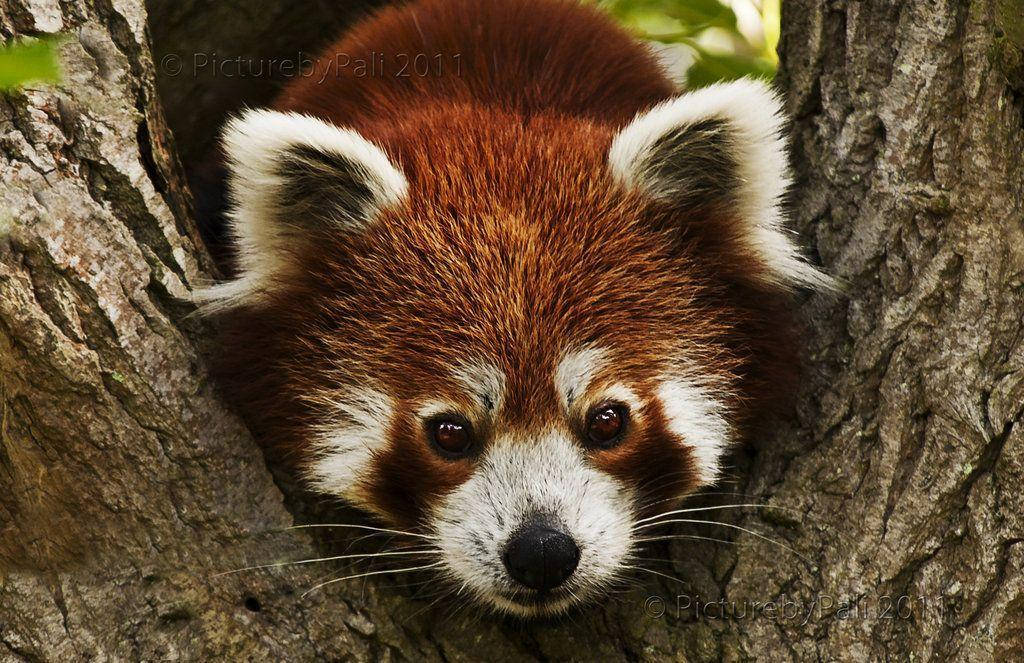 1024X663 Red Panda Wallpaper and Background
