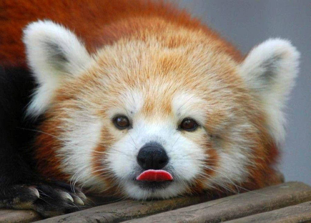 1024X734 Red Panda Wallpaper and Background