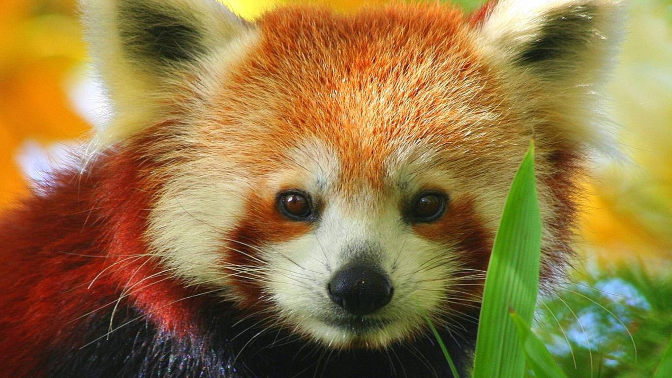 1366X768 Red Panda Wallpaper and Background