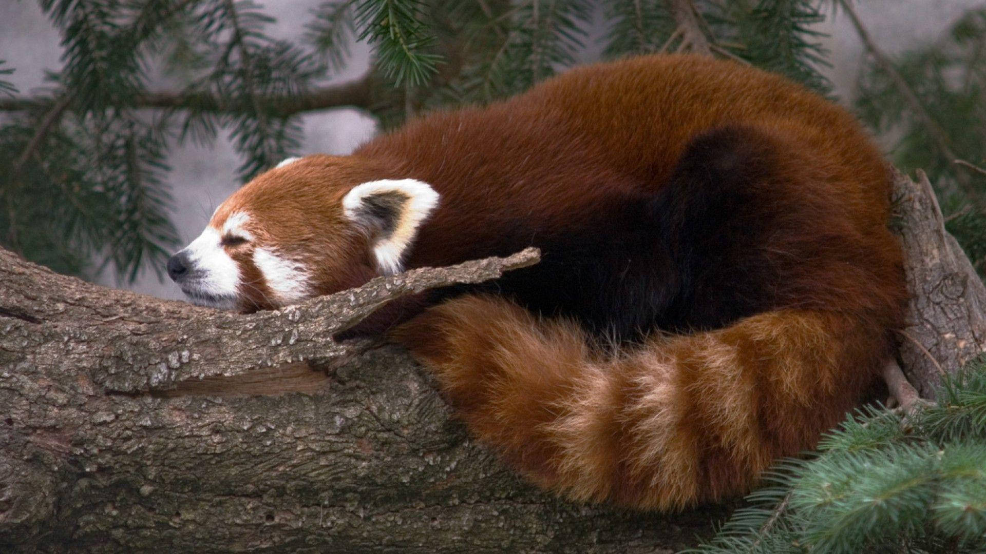 1920X1080 Red Panda Wallpaper and Background