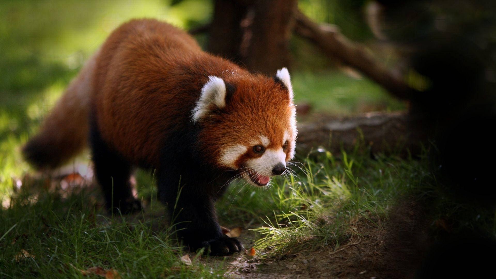 Red Panda 1920X1080 Wallpaper and Background Image