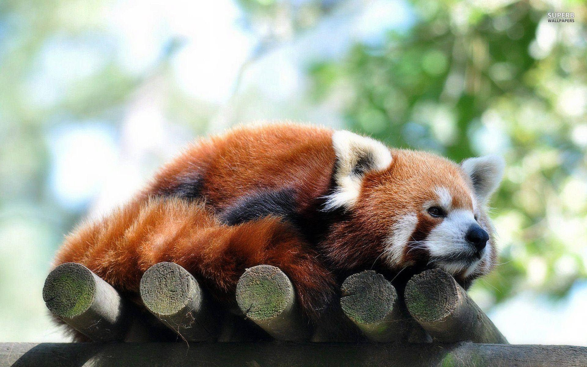 Red Panda 1920X1200 Wallpaper and Background Image