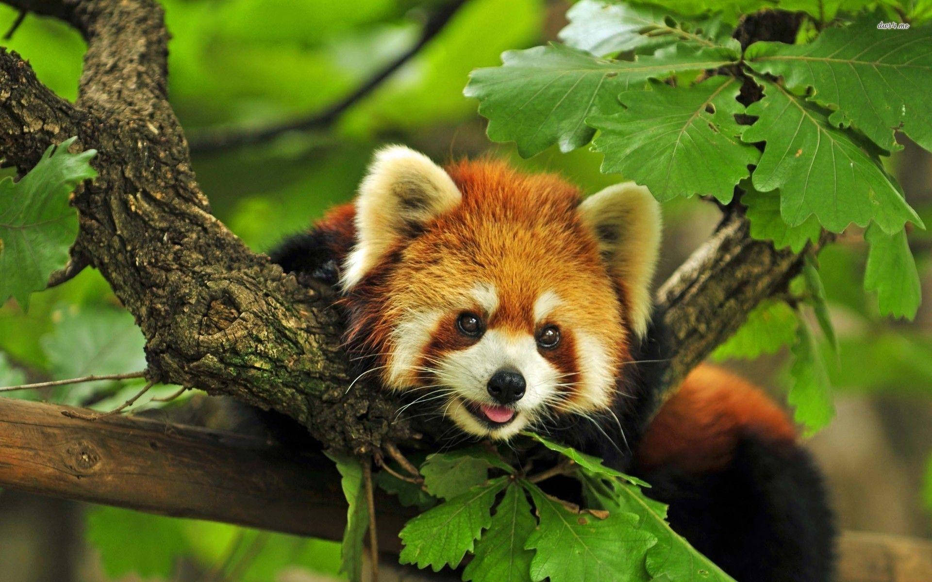 1920X1200 Red Panda Wallpaper and Background