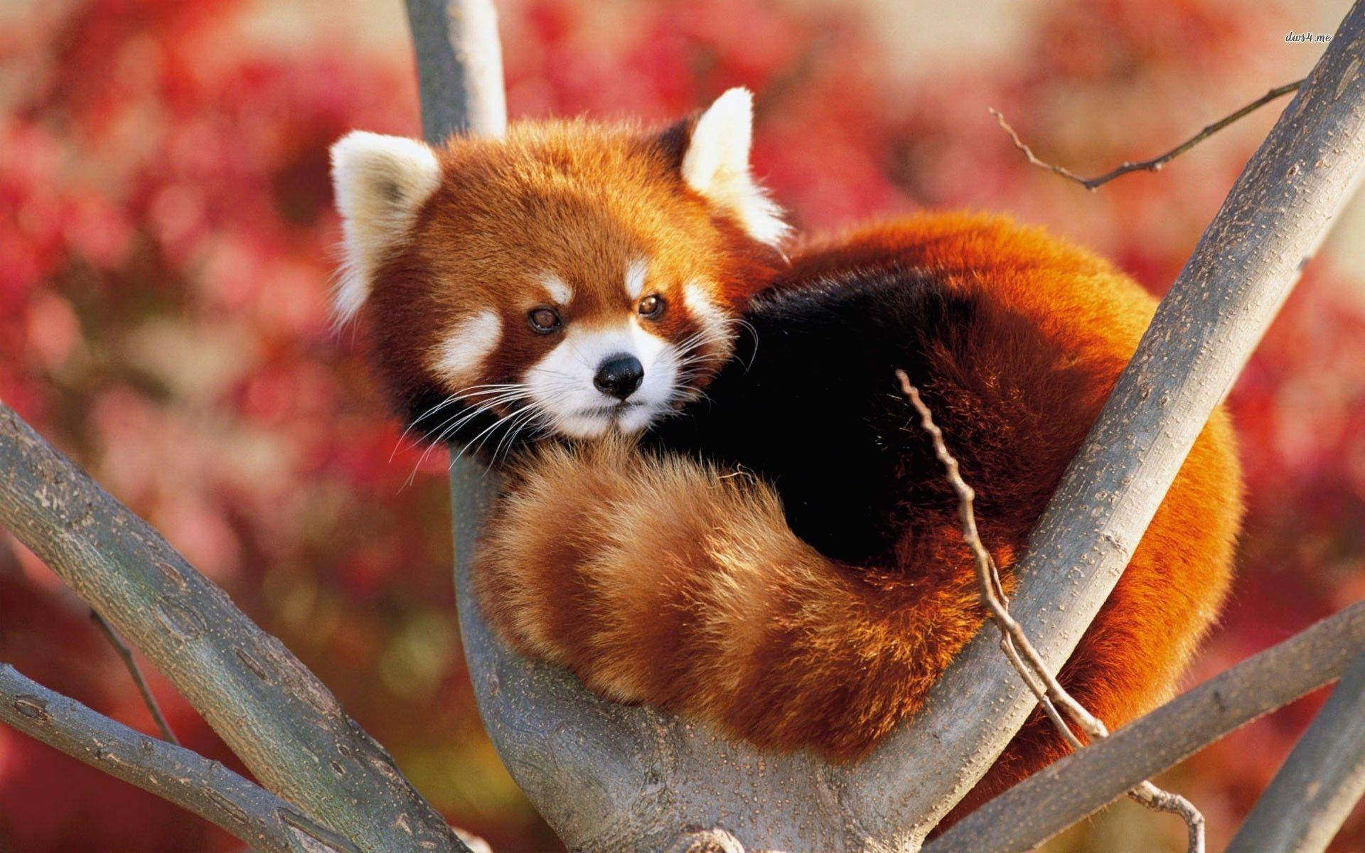 1920X1200 Red Panda Wallpaper and Background