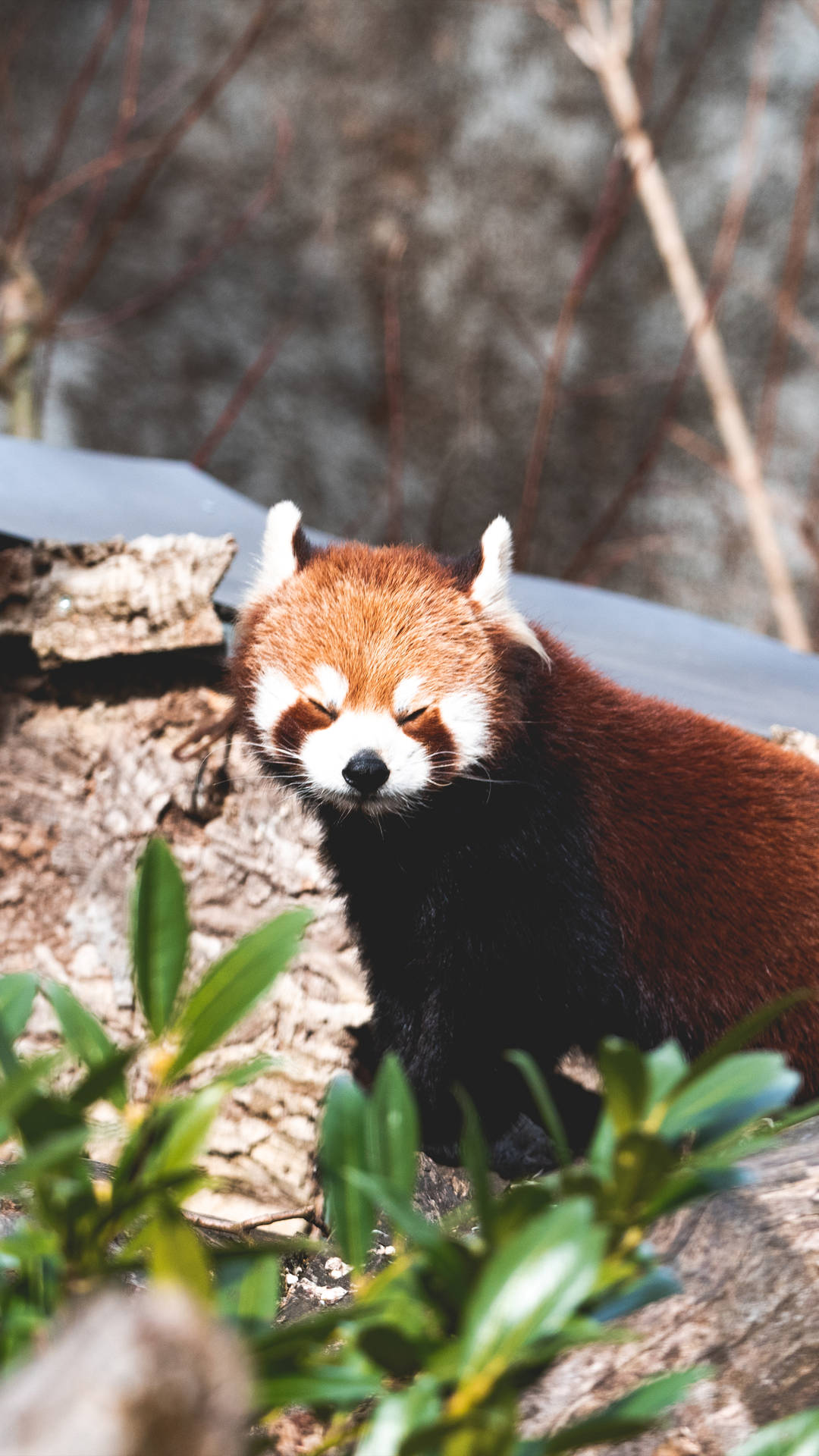 Red Panda 2160X3840 Wallpaper and Background Image