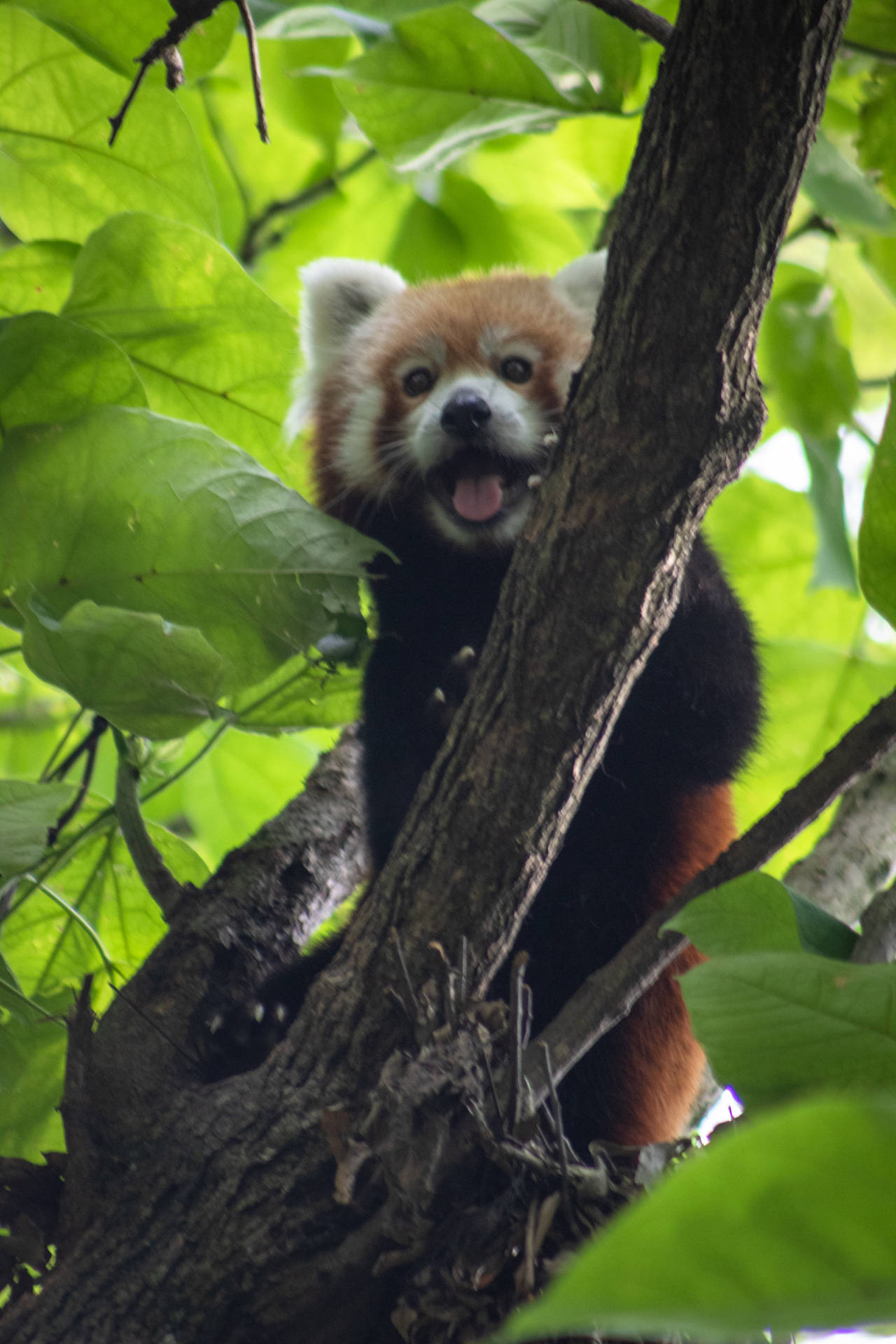 2333X3500 Red Panda Wallpaper and Background
