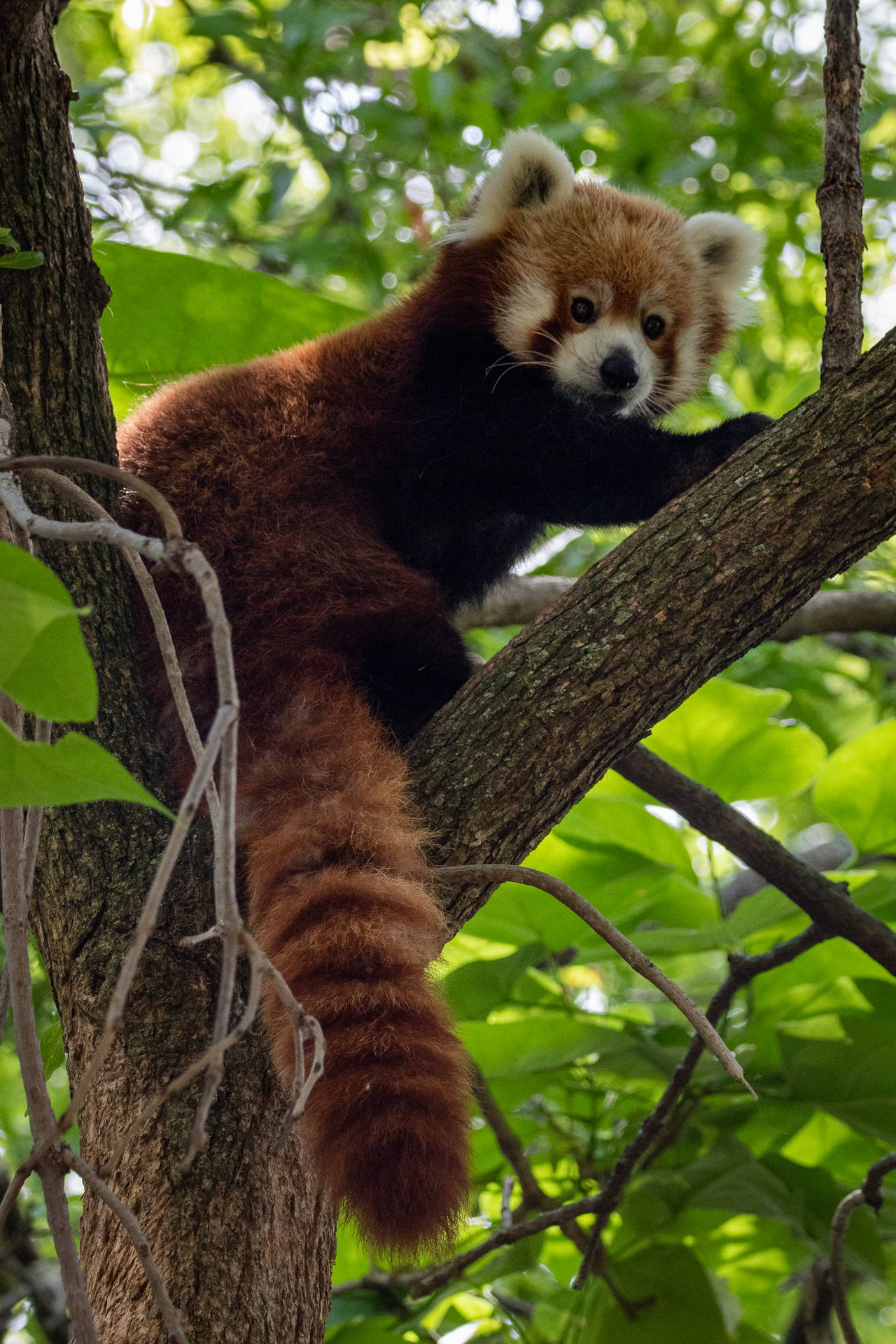 2333X3500 Red Panda Wallpaper and Background