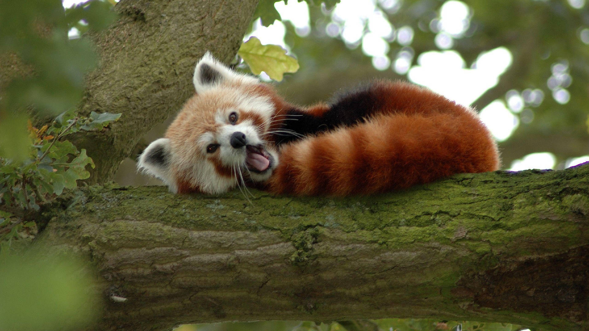 Red Panda 2560X1440 wallpaper