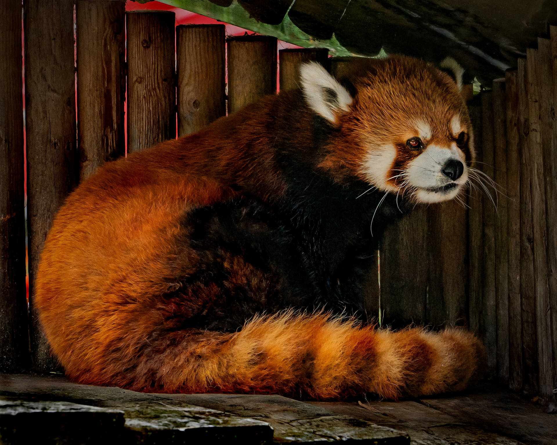 2777X2222 Red Panda Wallpaper and Background