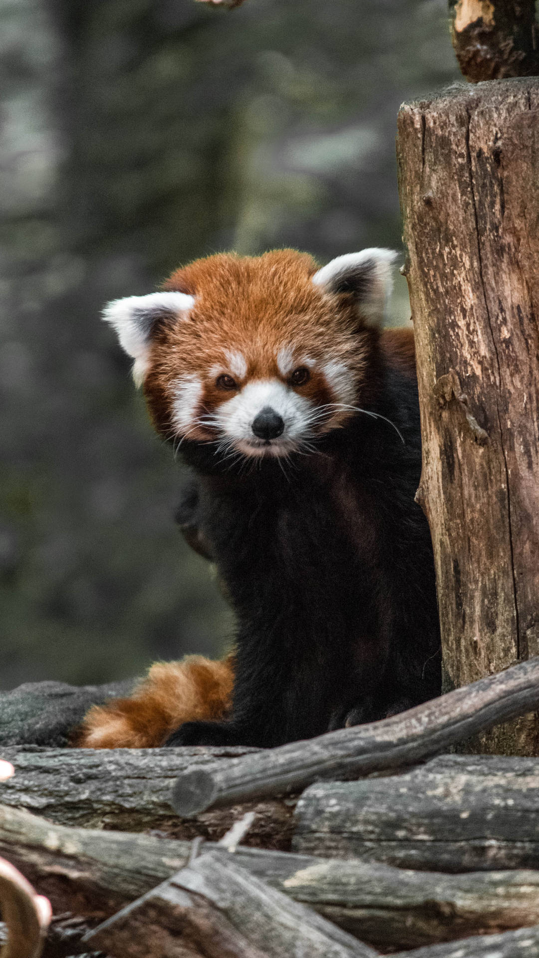 Red Panda 3050X5422 Wallpaper and Background Image