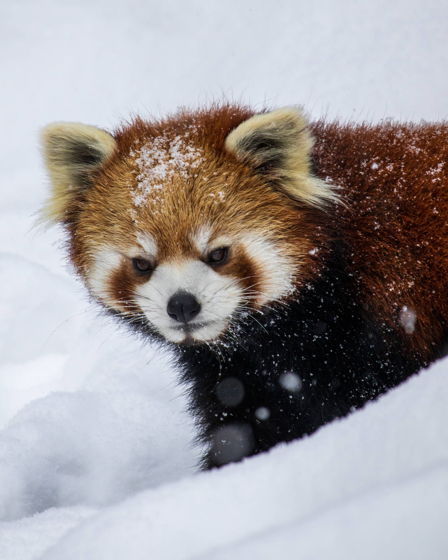 3386X4233 Red Panda Wallpaper and Background