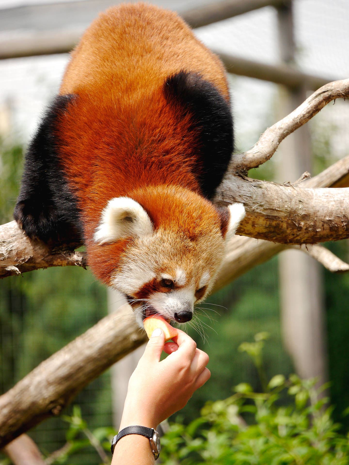 3456X4608 Red Panda Wallpaper and Background