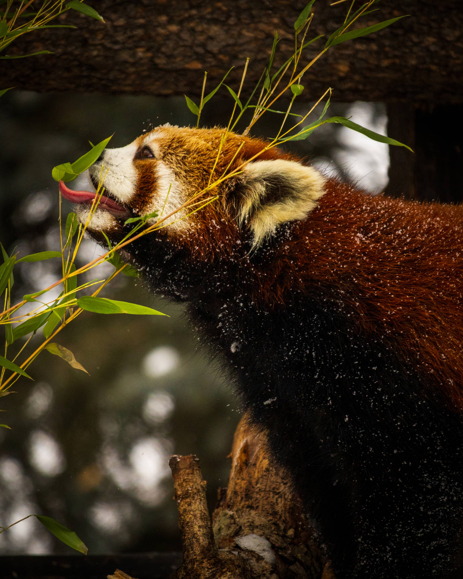 Red Panda 3469X4336 Wallpaper and Background Image