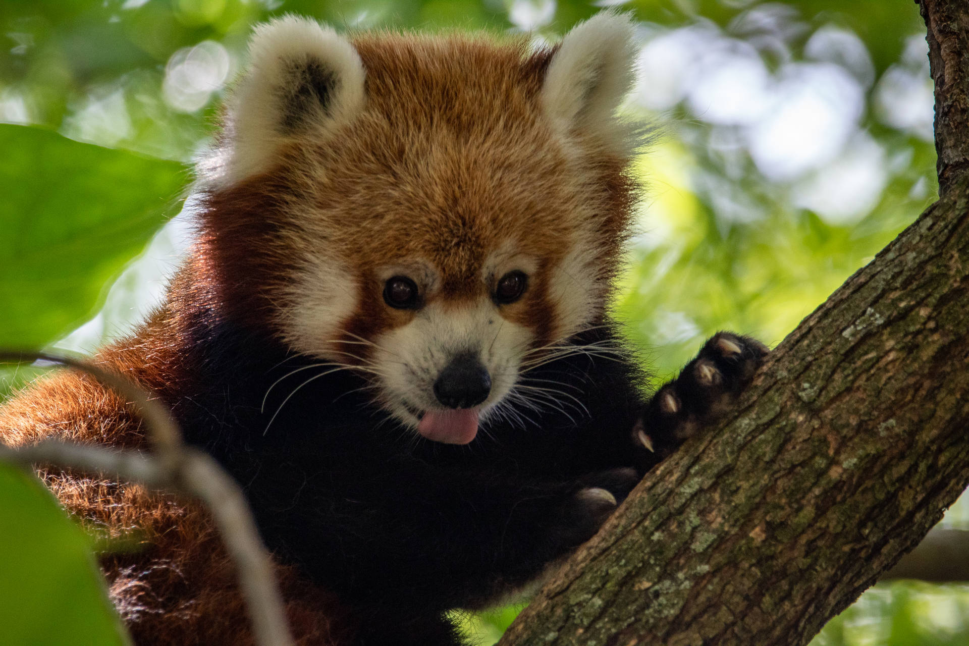 Red Panda 3500X2333 Wallpaper and Background Image