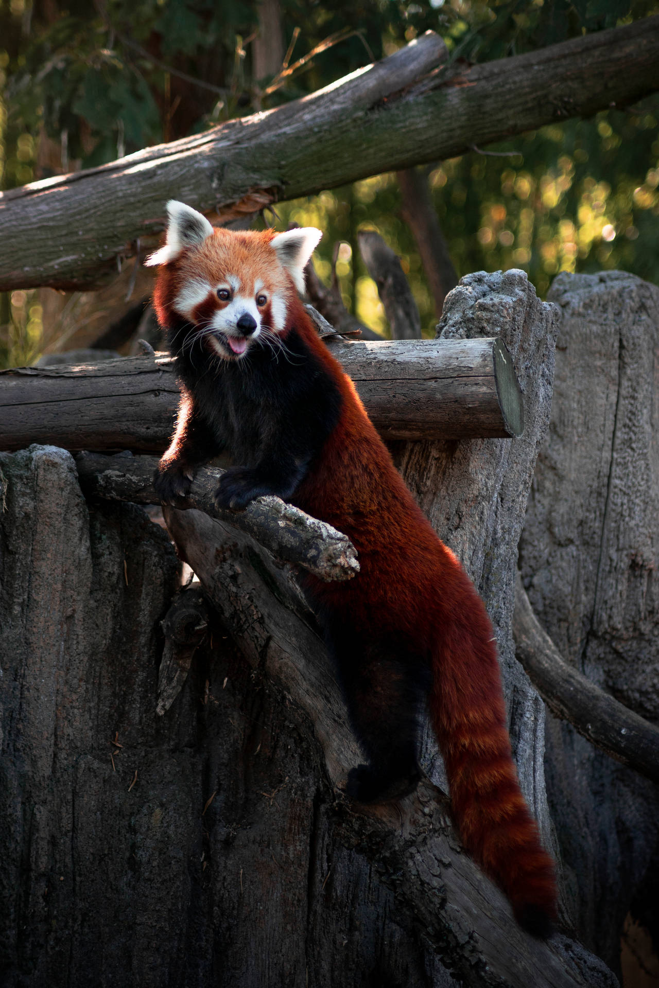 Red Panda 3630X5446 Wallpaper and Background Image