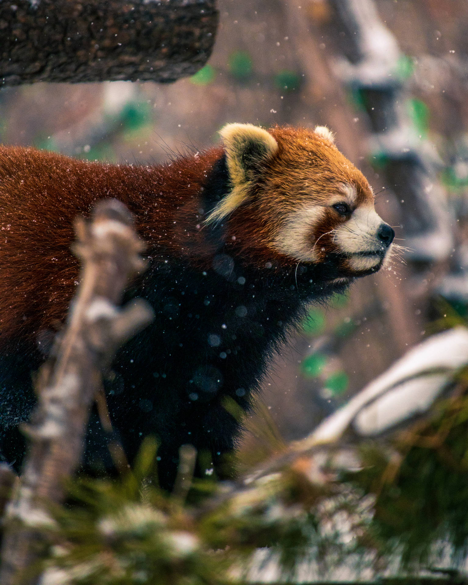 Red Panda 3670X4589 Wallpaper and Background Image