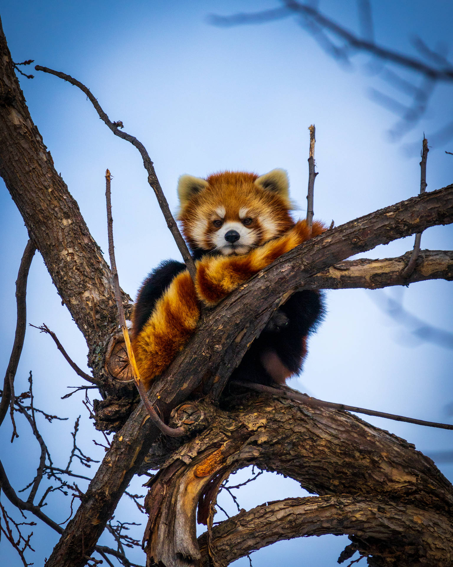 Red Panda 3702X4627 Wallpaper and Background Image