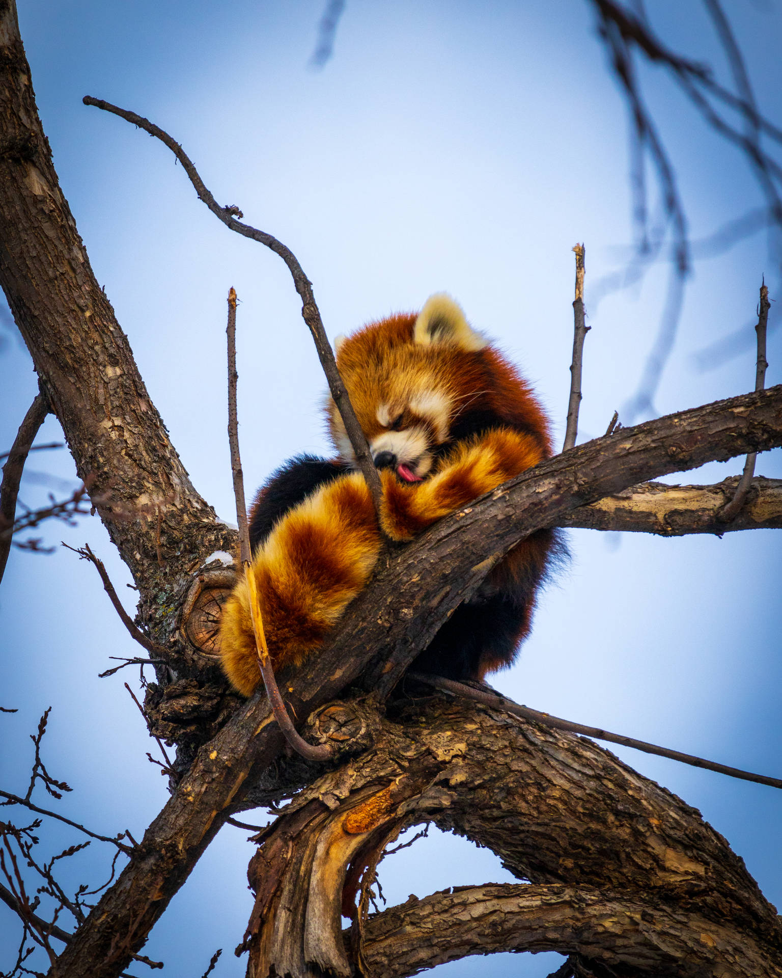 Red Panda 3746X4683 Wallpaper and Background Image