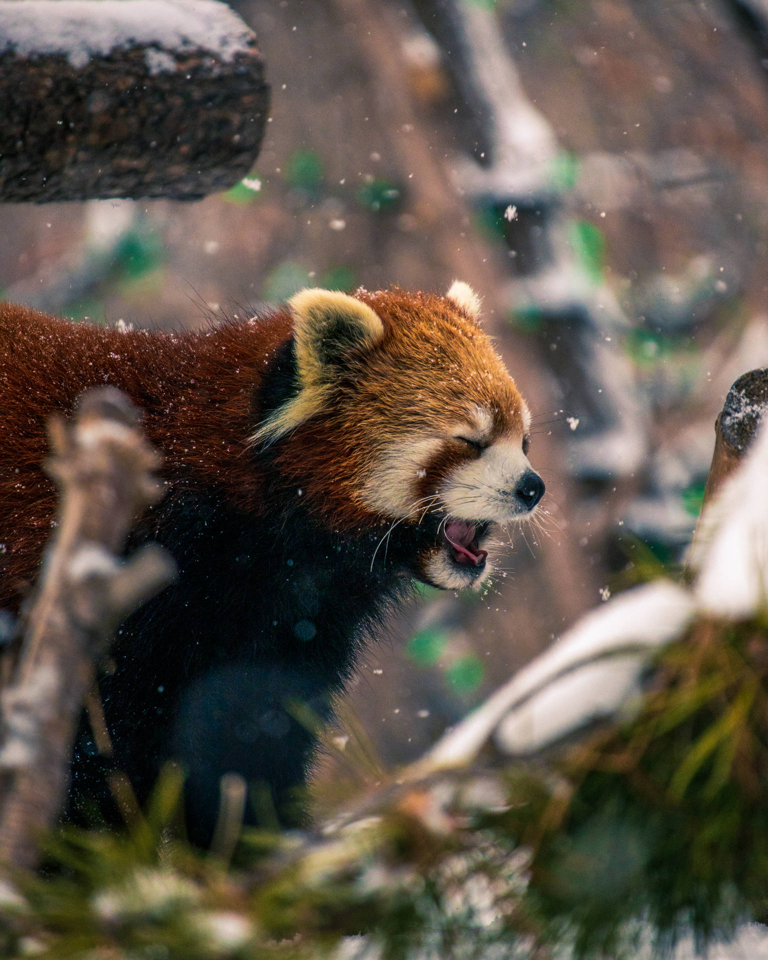 Red Panda 3794X4743 Wallpaper and Background Image