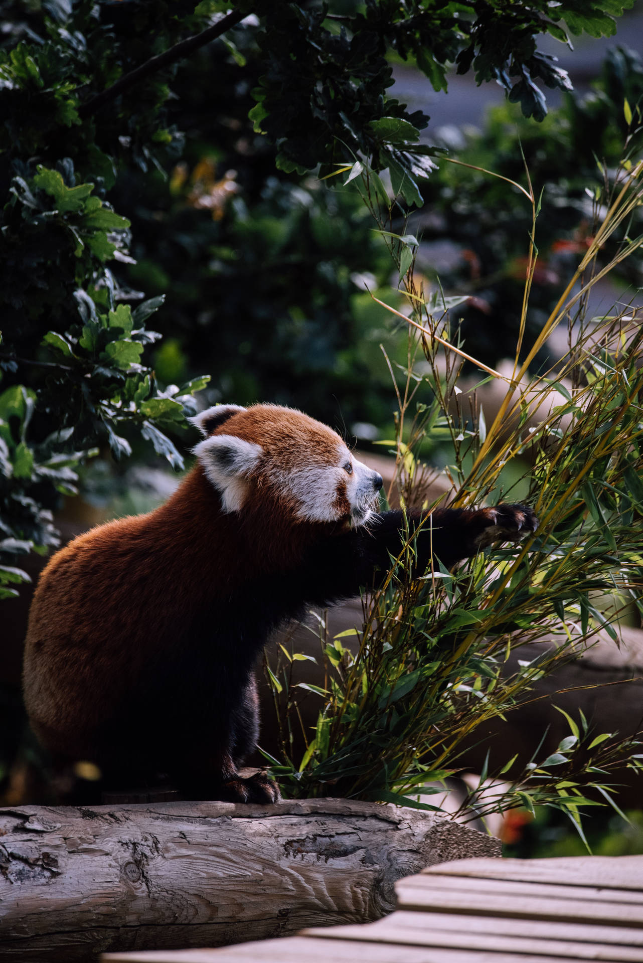 4016X6016 Red Panda Wallpaper and Background