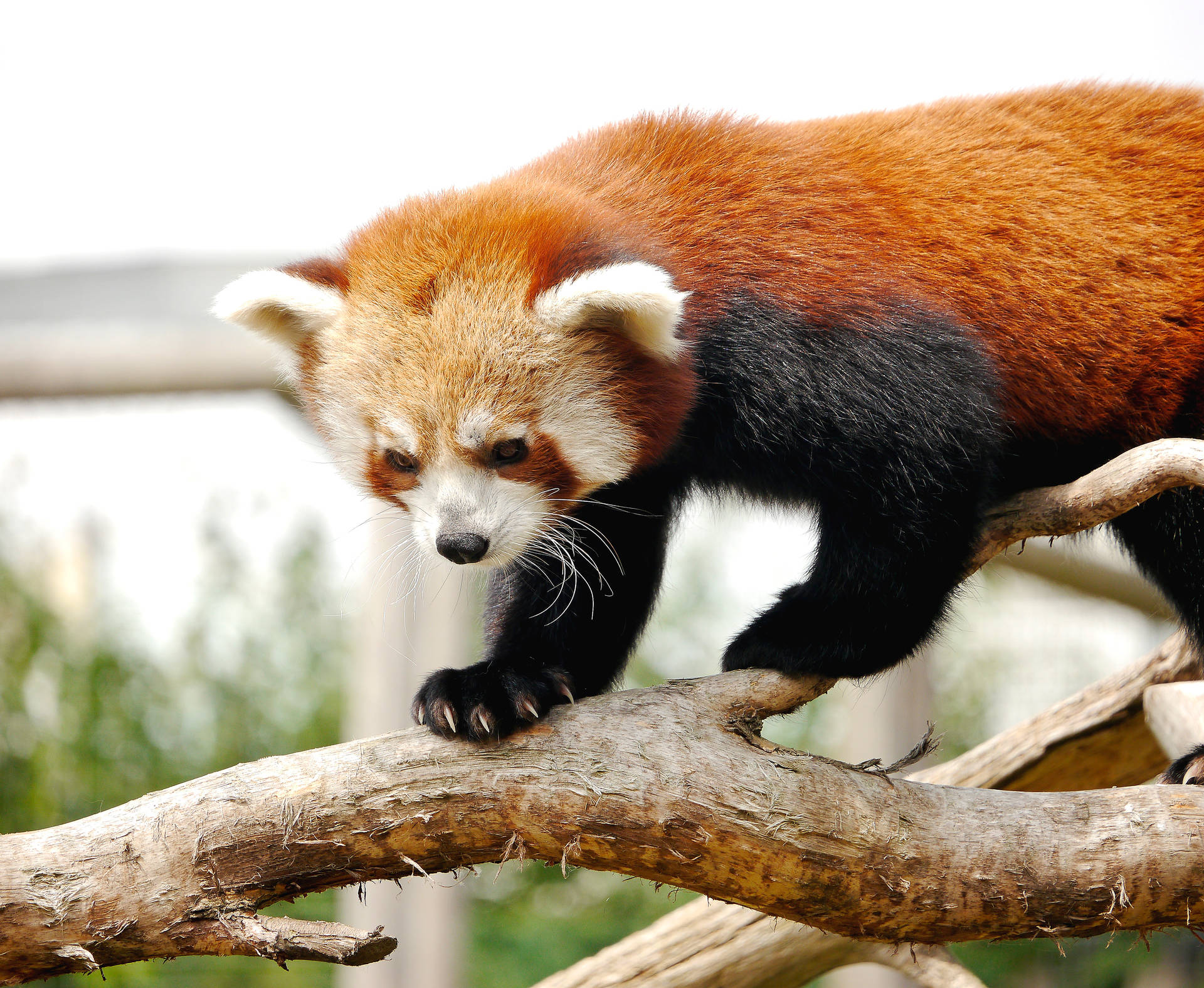 Red Panda 4212X3456 Wallpaper and Background Image