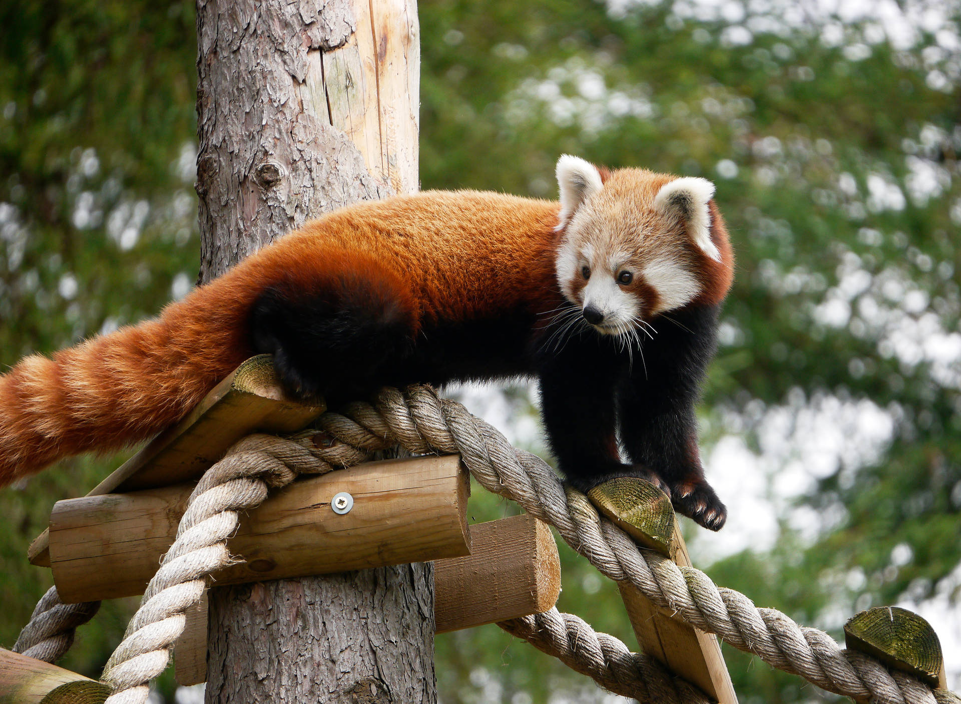 Red Panda 4404X3224 Wallpaper and Background Image