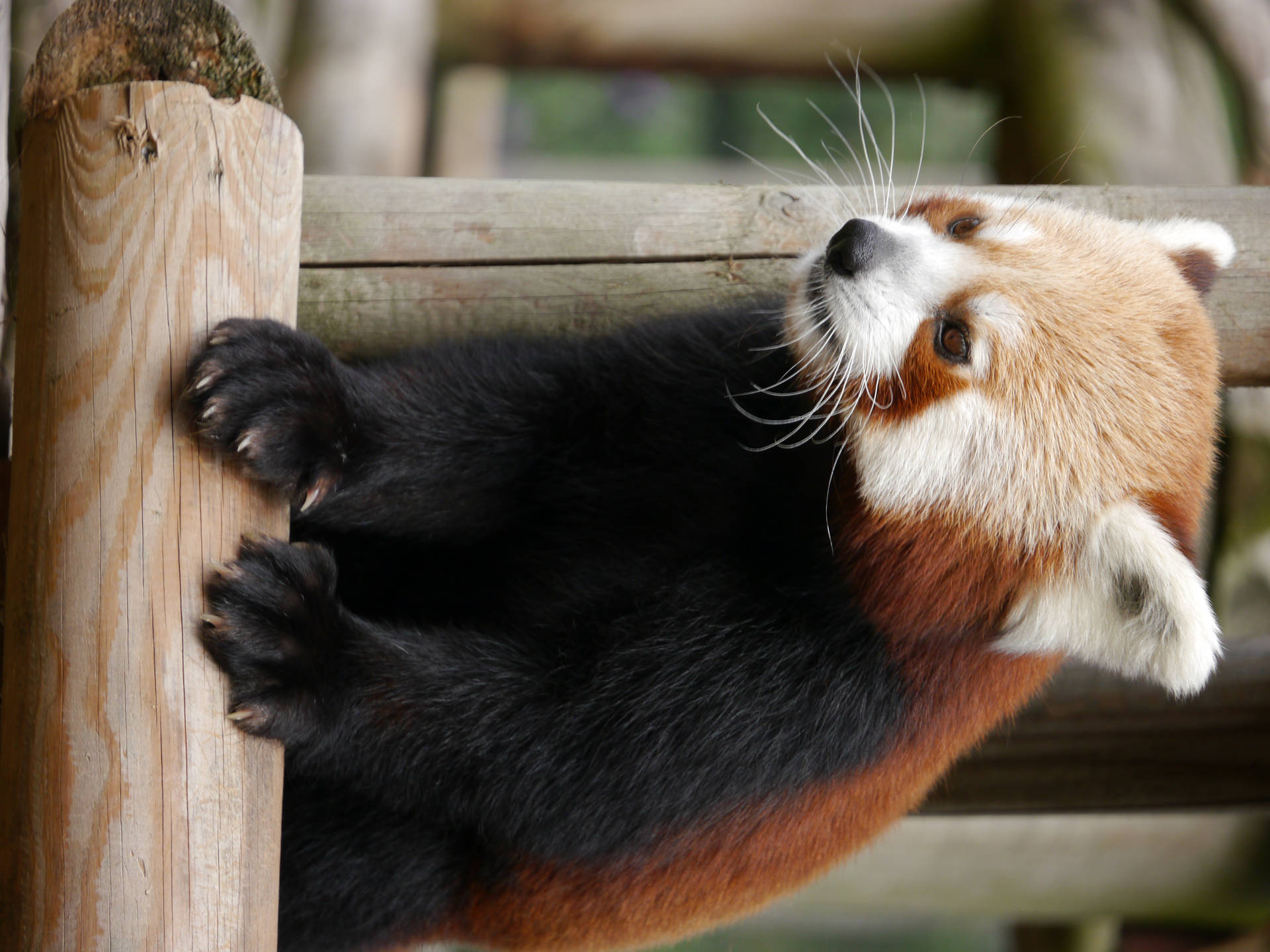 Red Panda 4608X3456 Wallpaper and Background Image
