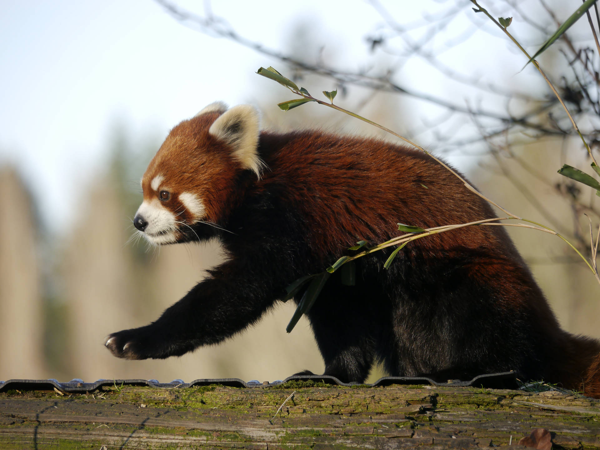4608X3456 Red Panda Wallpaper and Background