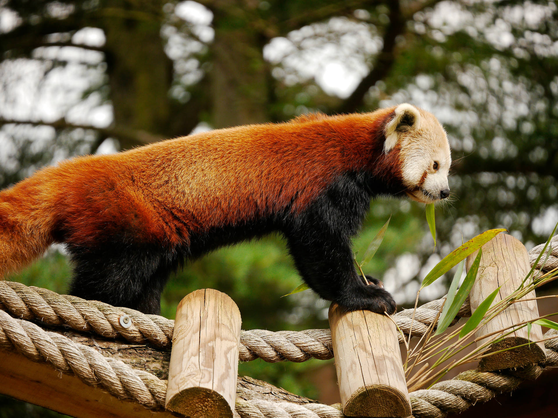 4608X3456 Red Panda Wallpaper and Background