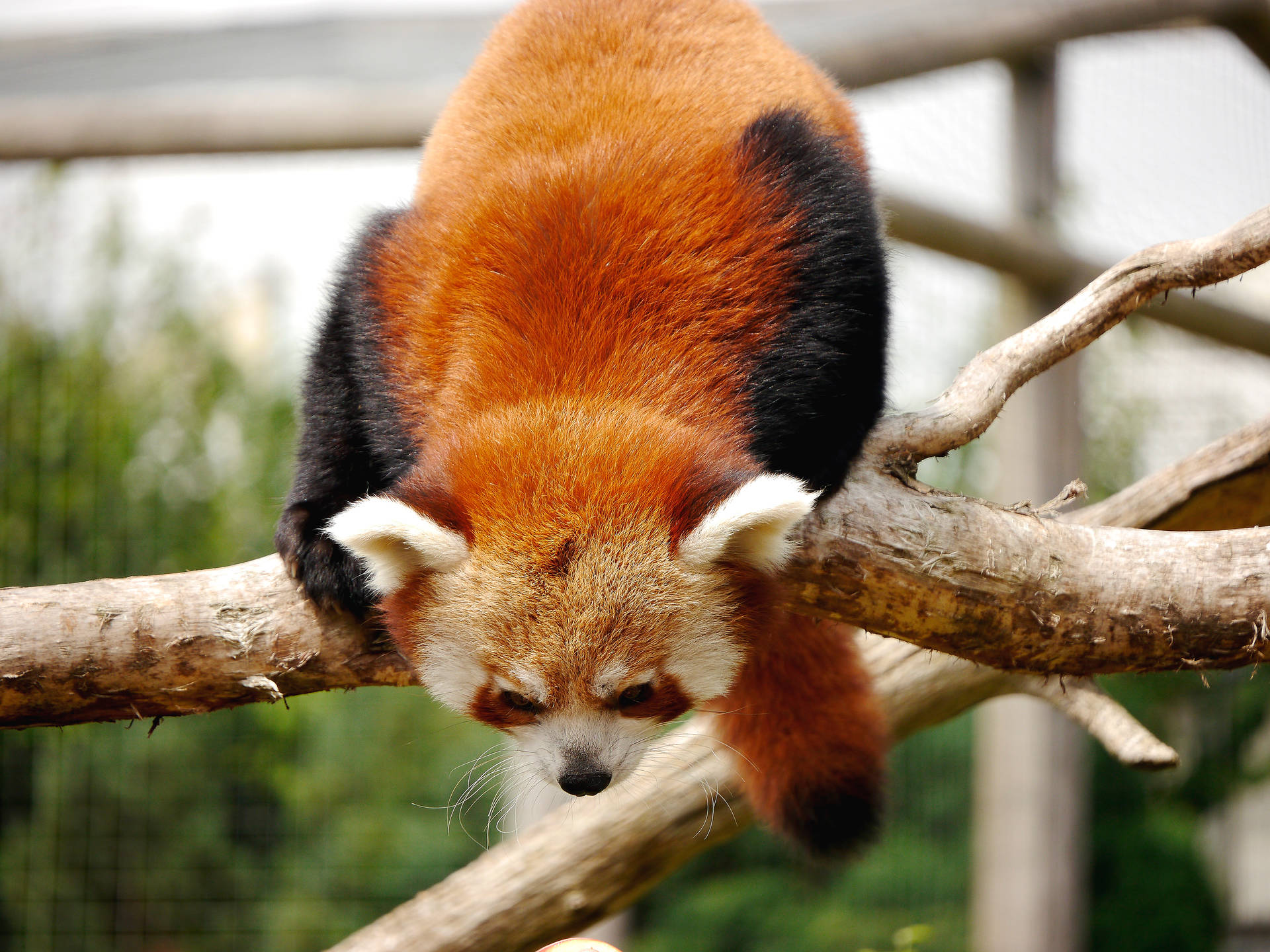 Red Panda 4608X3456 Wallpaper and Background Image