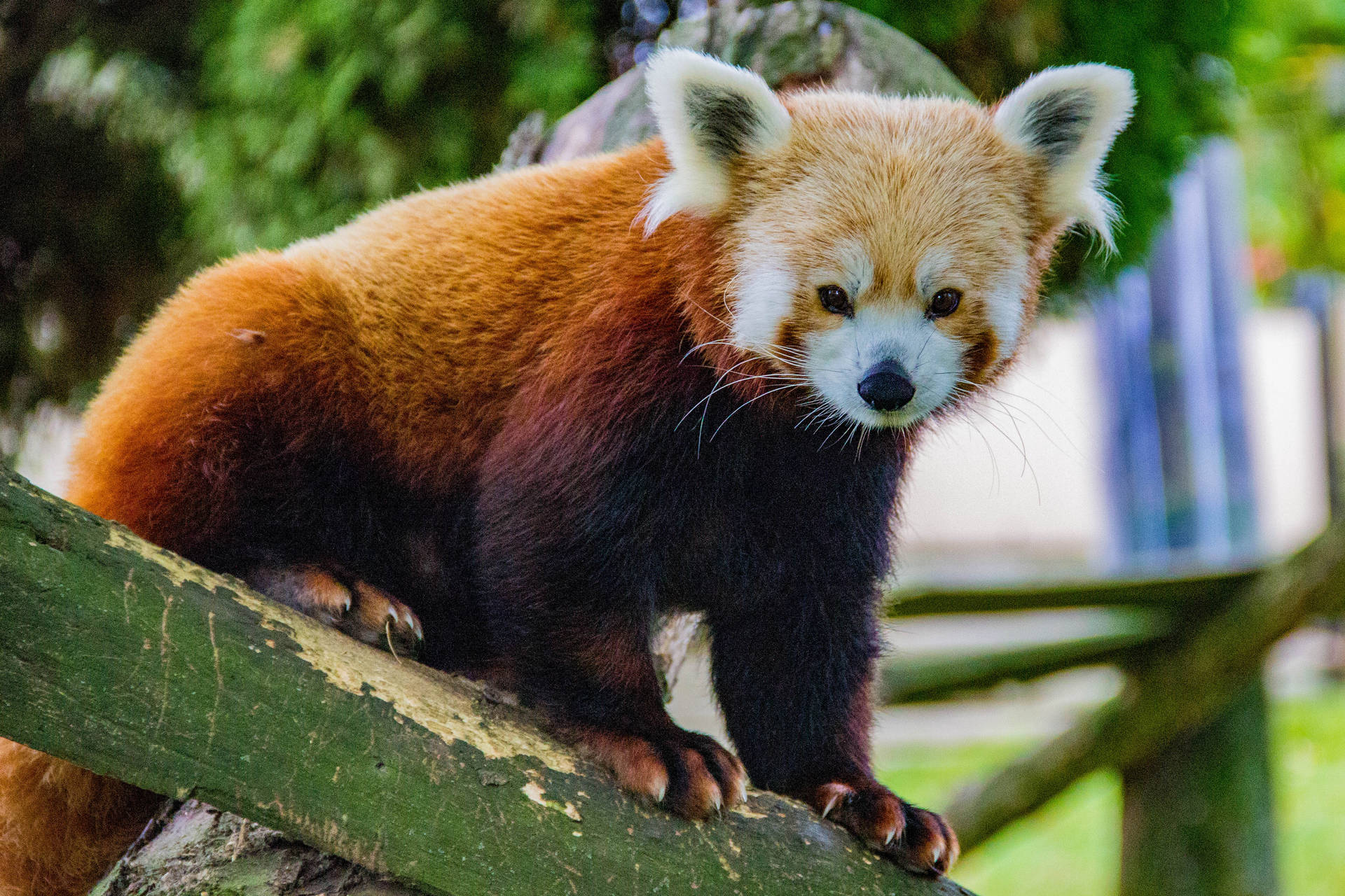 Red Panda 4646X3097 Wallpaper and Background Image