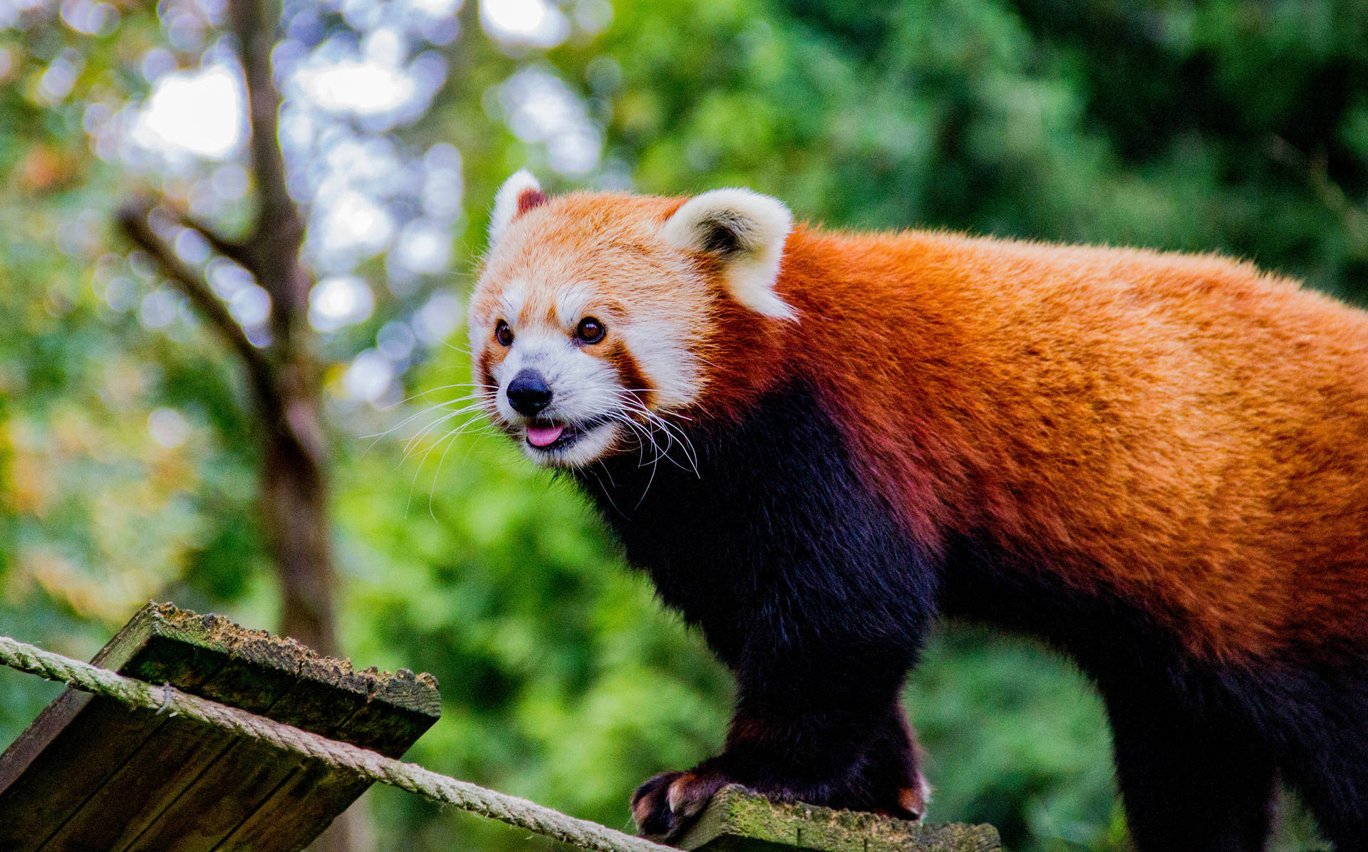 Red Panda 4708X2932 Wallpaper and Background Image
