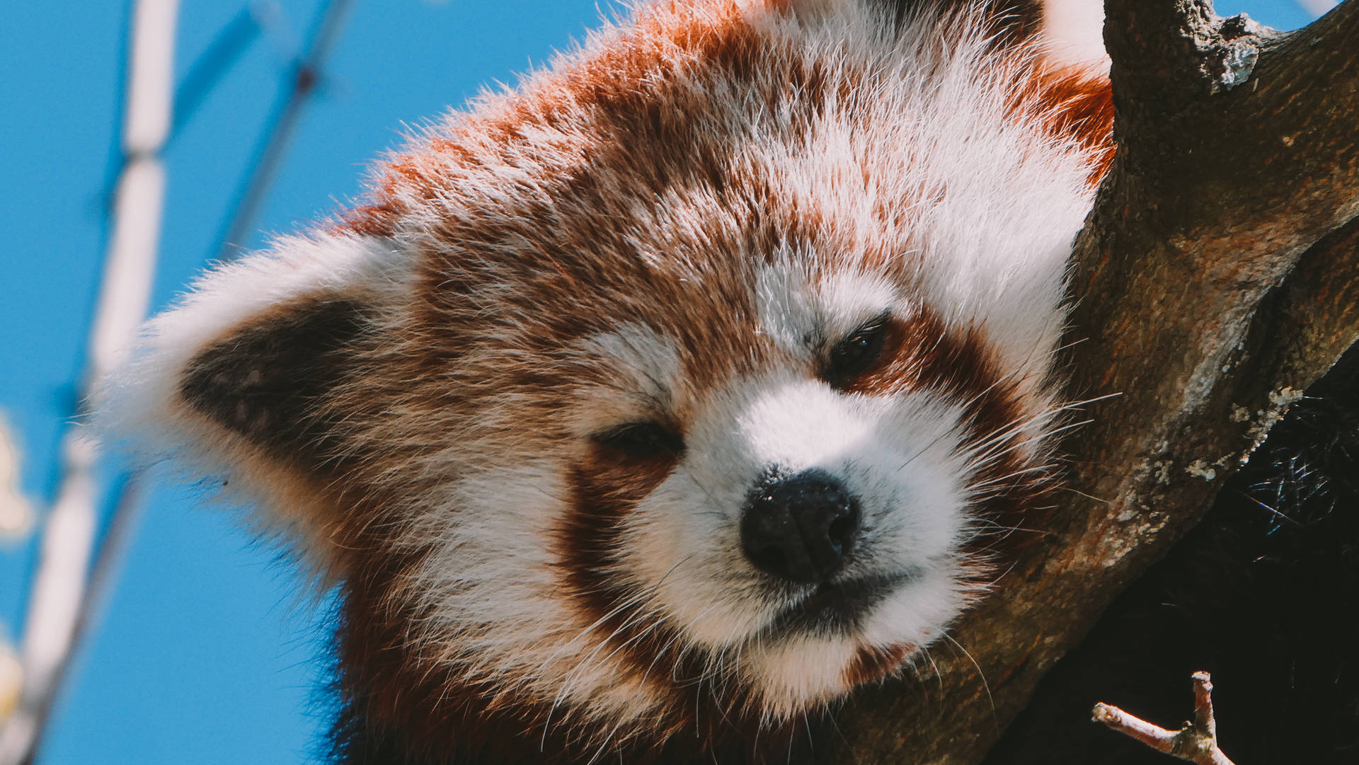 5184X2920 Red Panda Wallpaper and Background