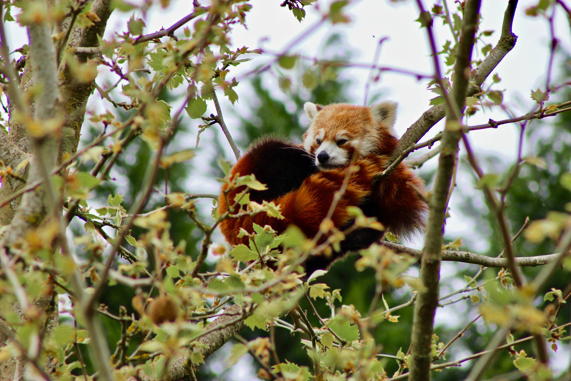 Red Panda 5184X3456 Wallpaper and Background Image