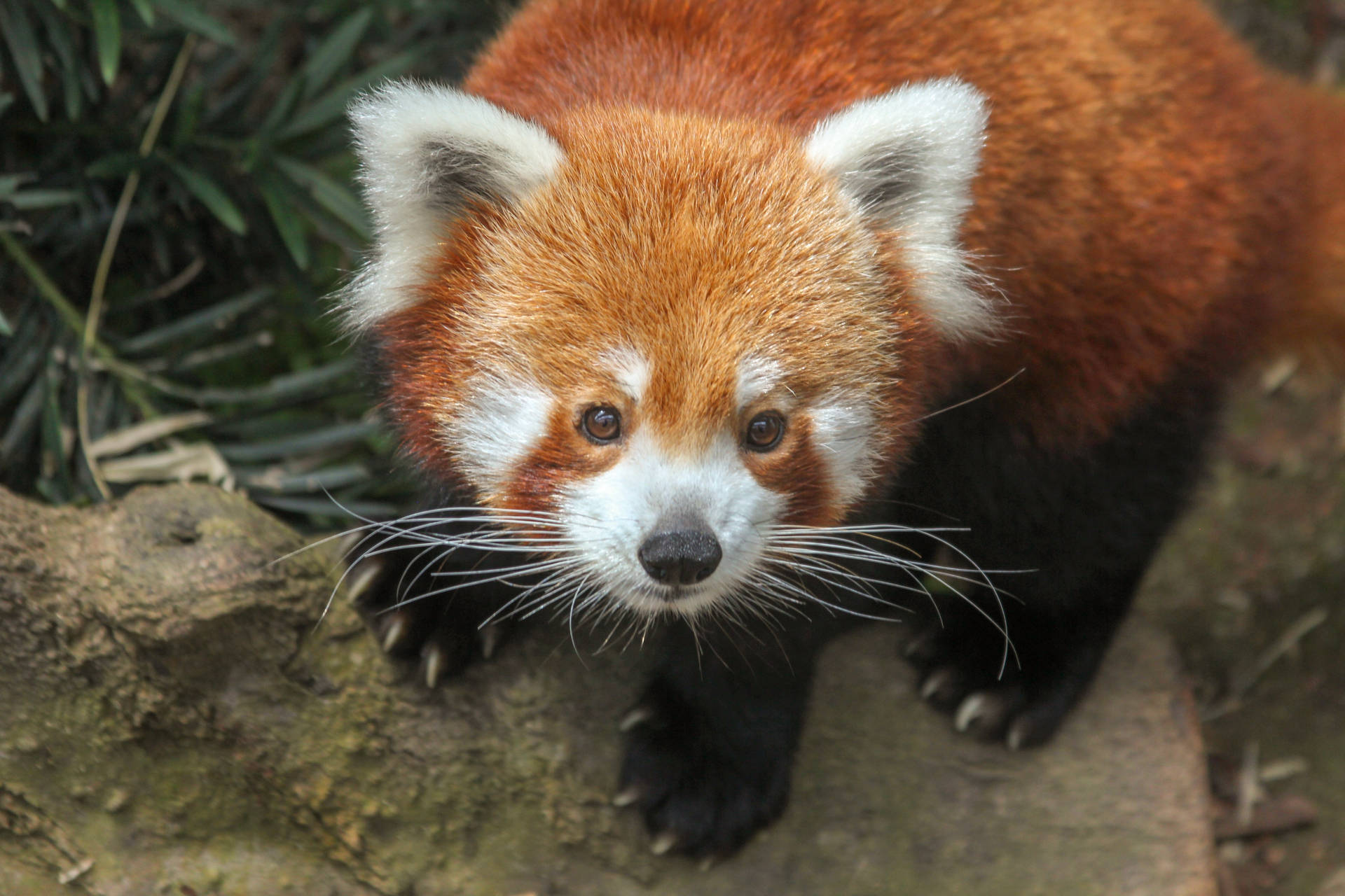 5184X3456 Red Panda Wallpaper and Background