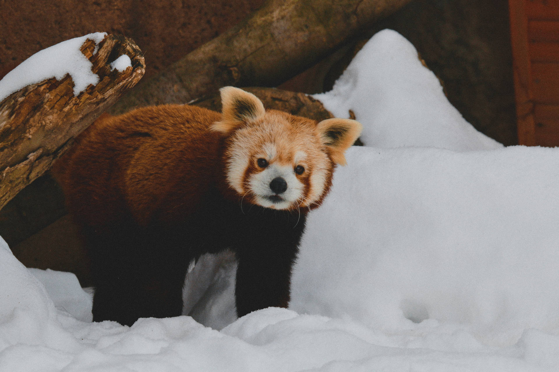 5472X3648 Red Panda Wallpaper and Background