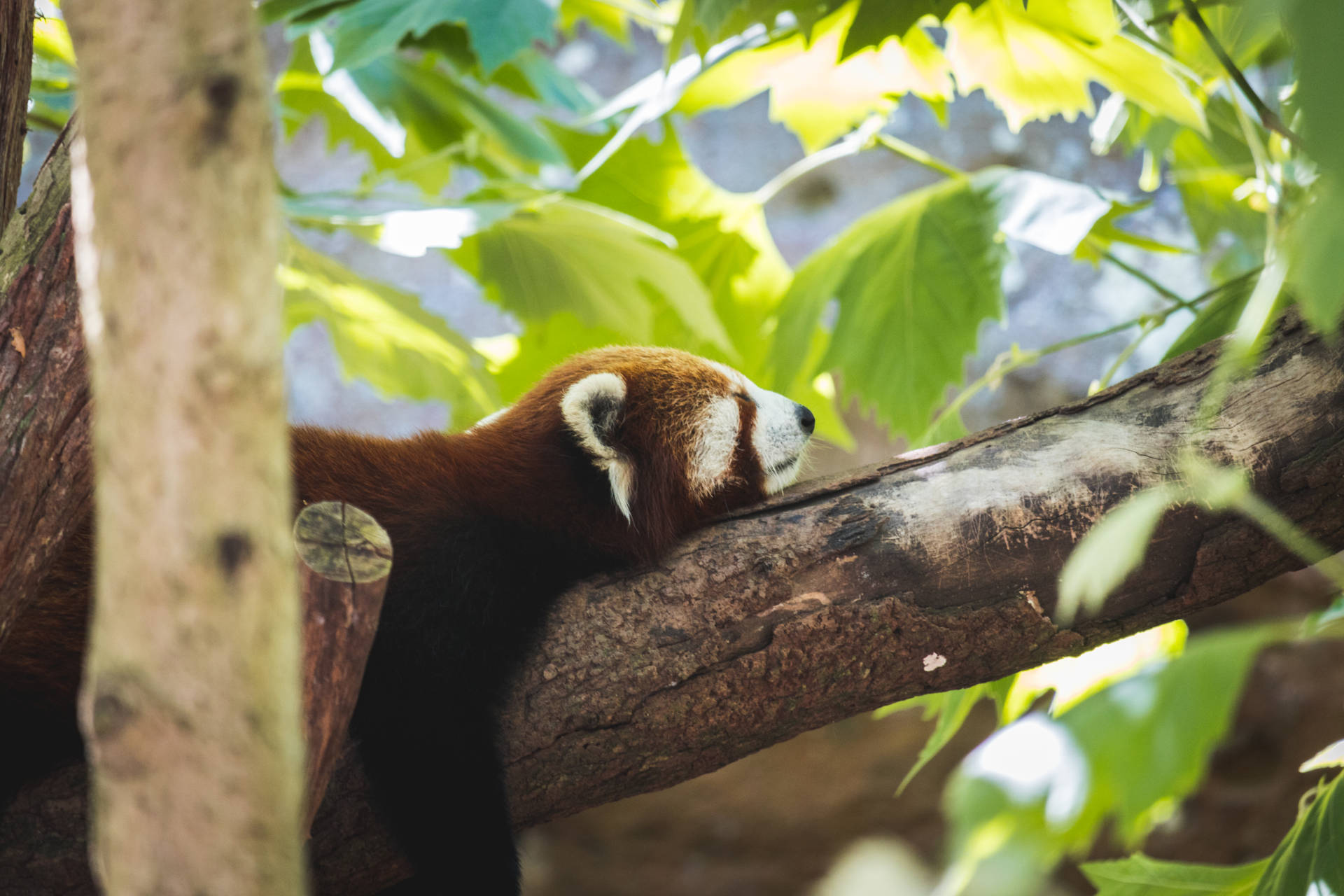 Red Panda 6000X4000 Wallpaper and Background Image