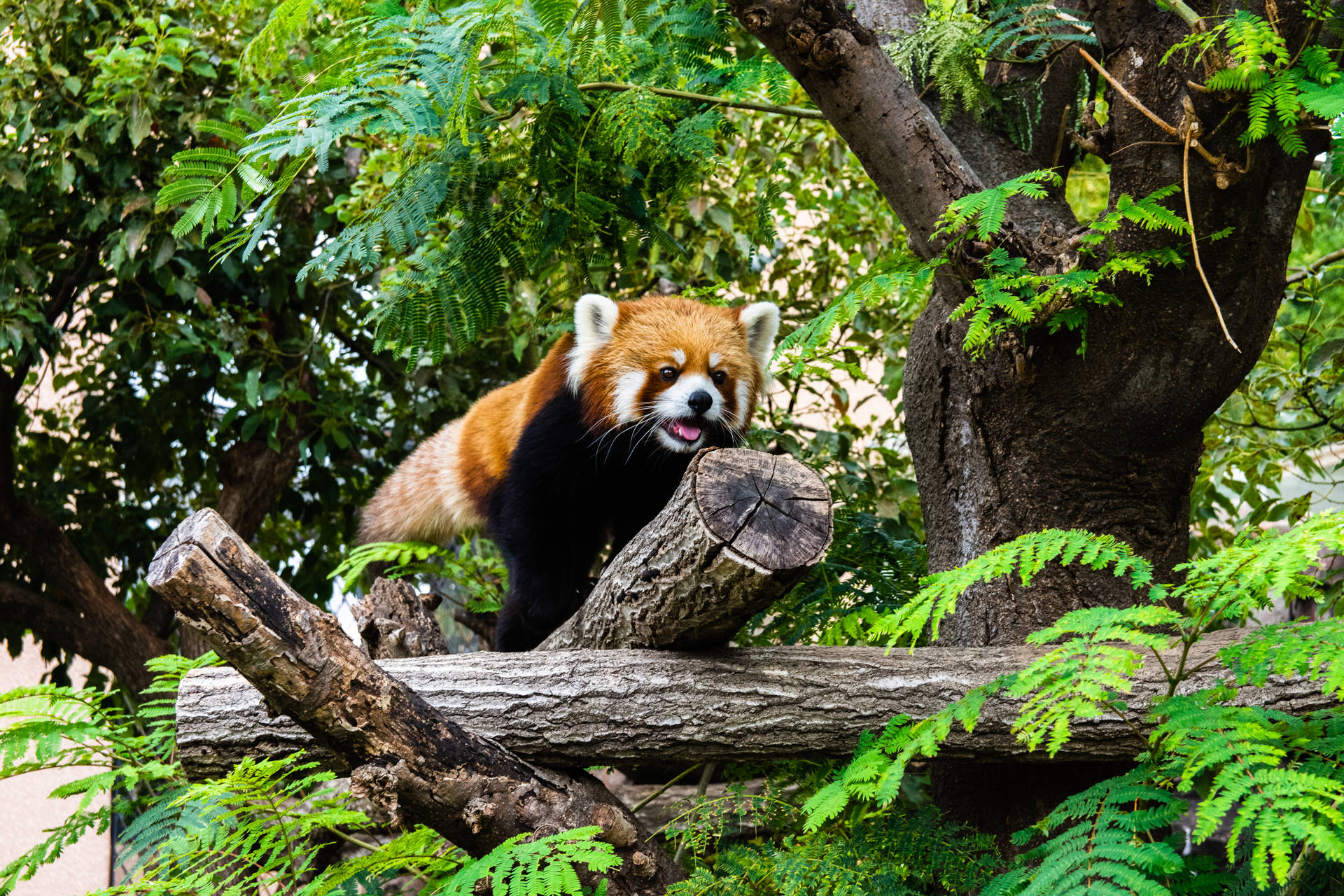 6000X4000 Red Panda Wallpaper and Background
