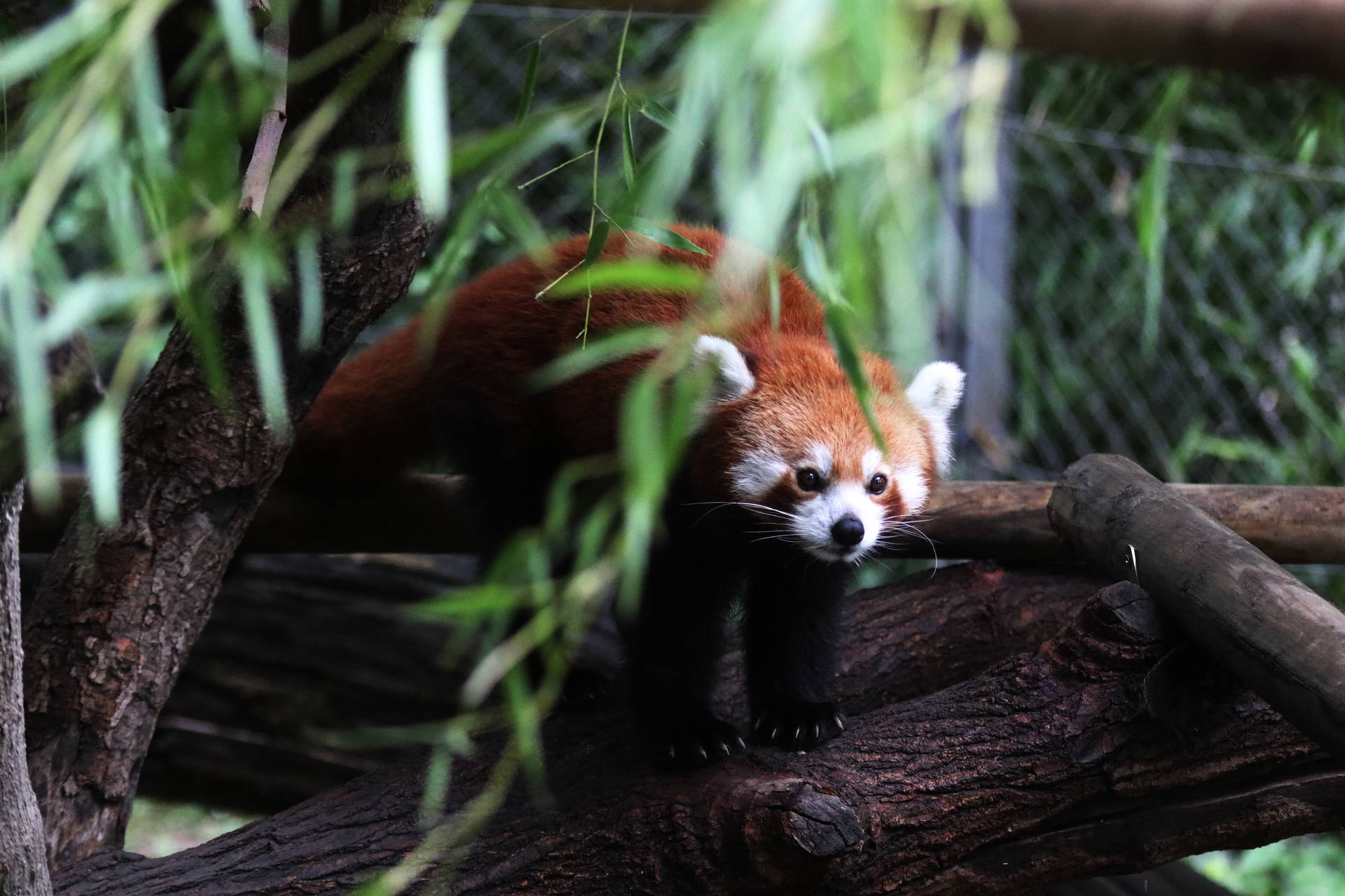 Red Panda 6000X4000 Wallpaper and Background Image