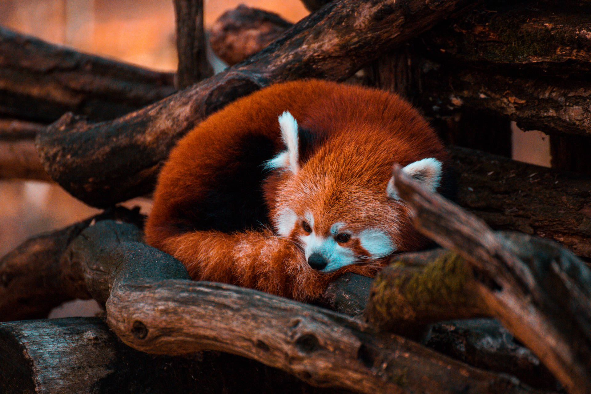 6240X4160 Red Panda Wallpaper and Background