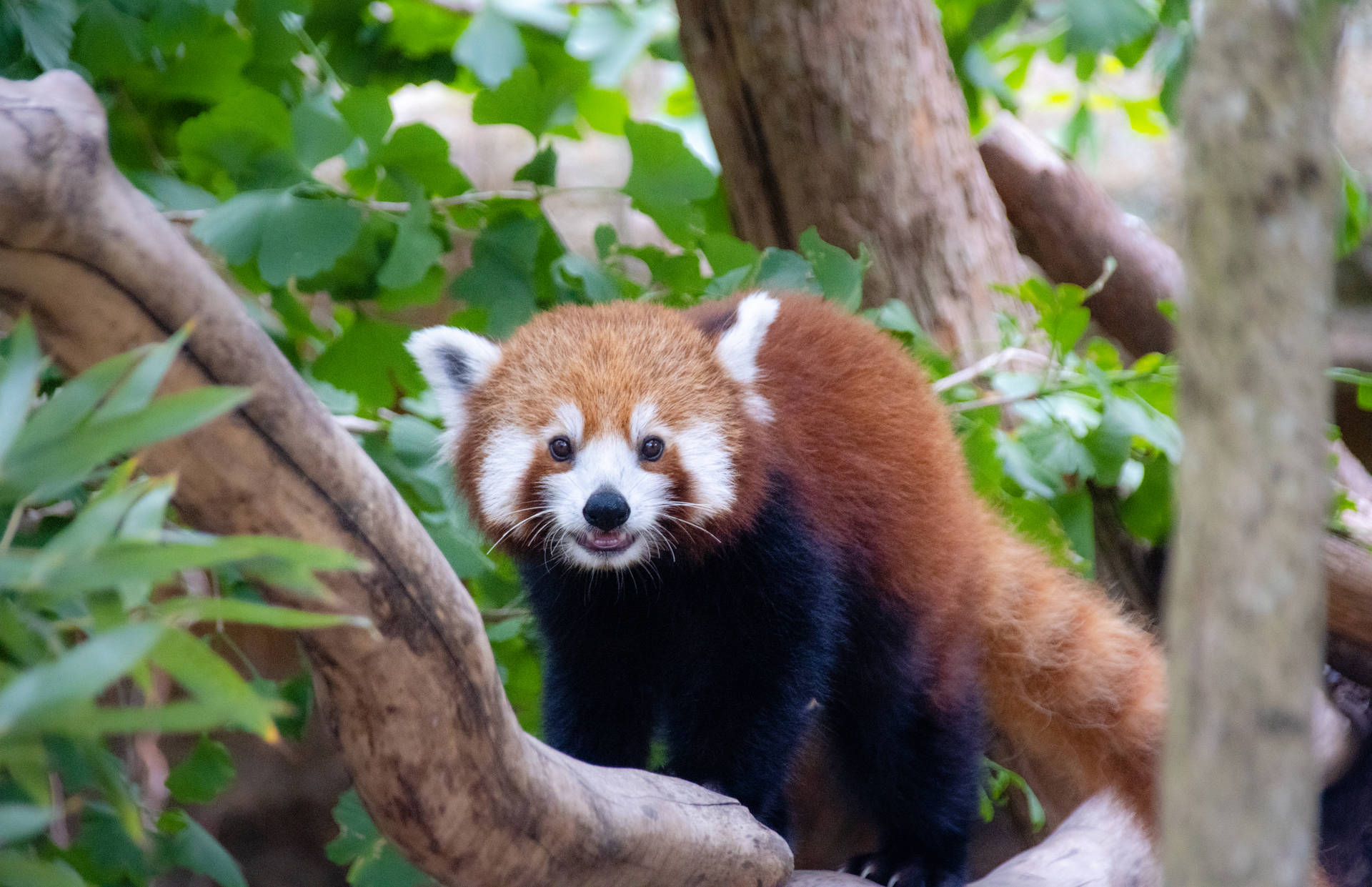 Red Panda 6876X4447 Wallpaper and Background Image
