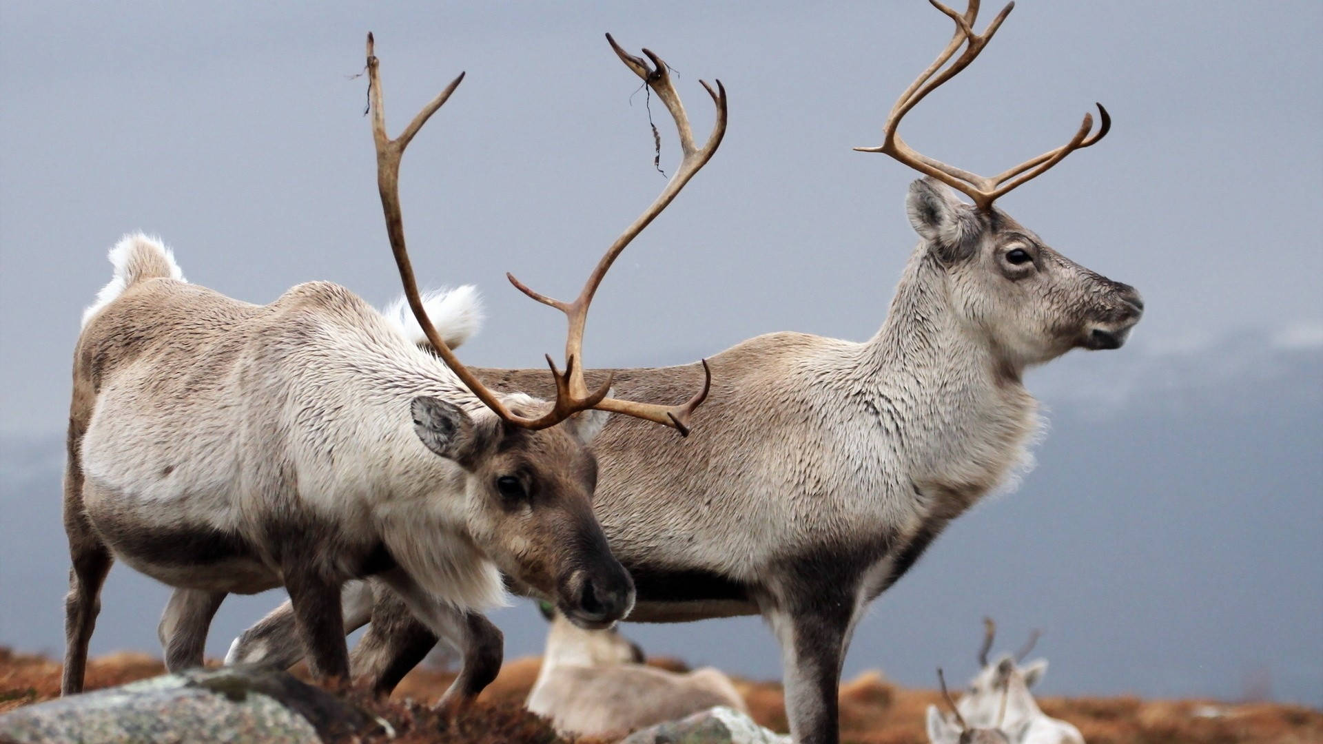 1920X1080 Reindeer Wallpaper and Background