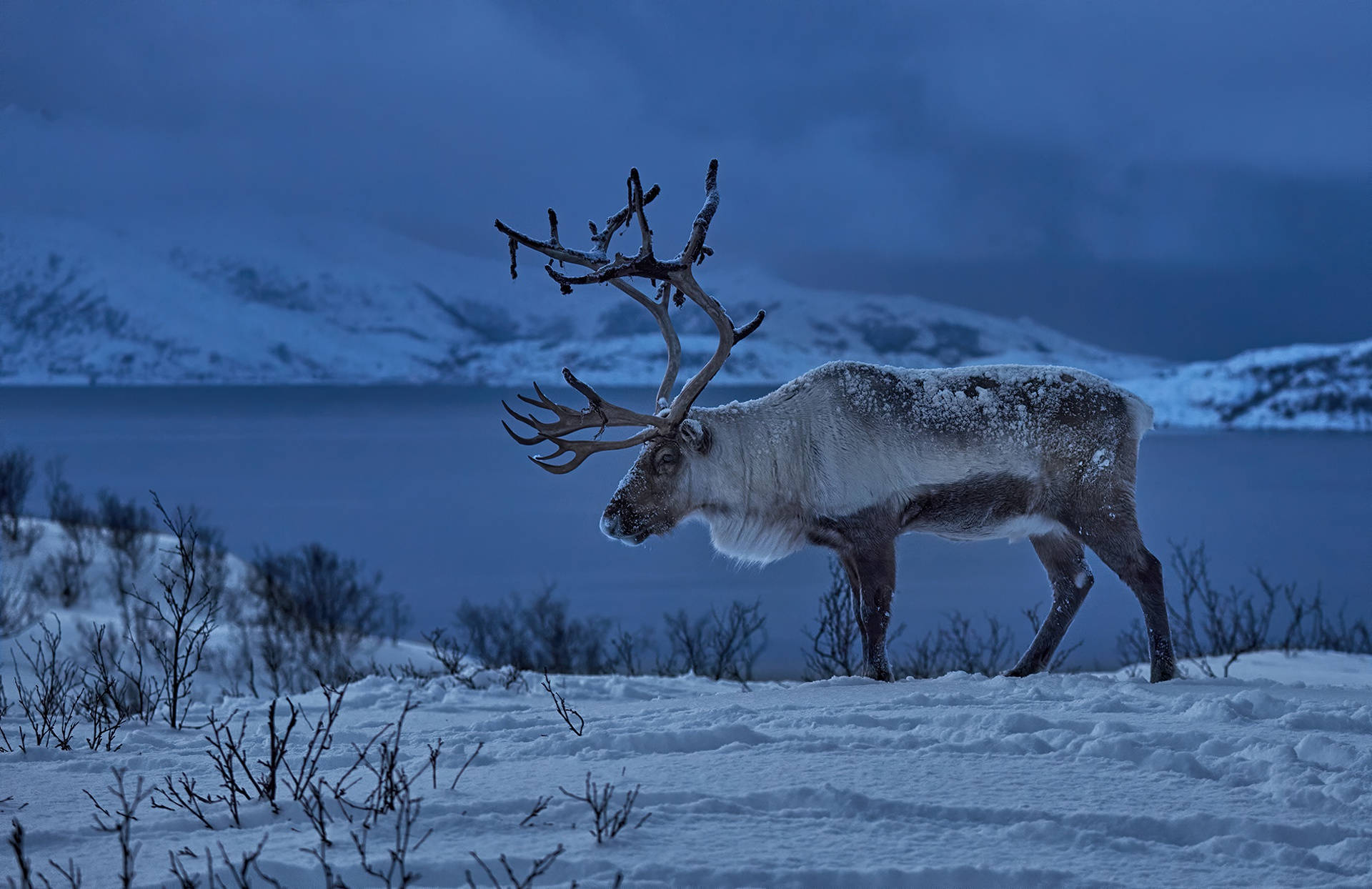 1920X1244 Reindeer Wallpaper and Background