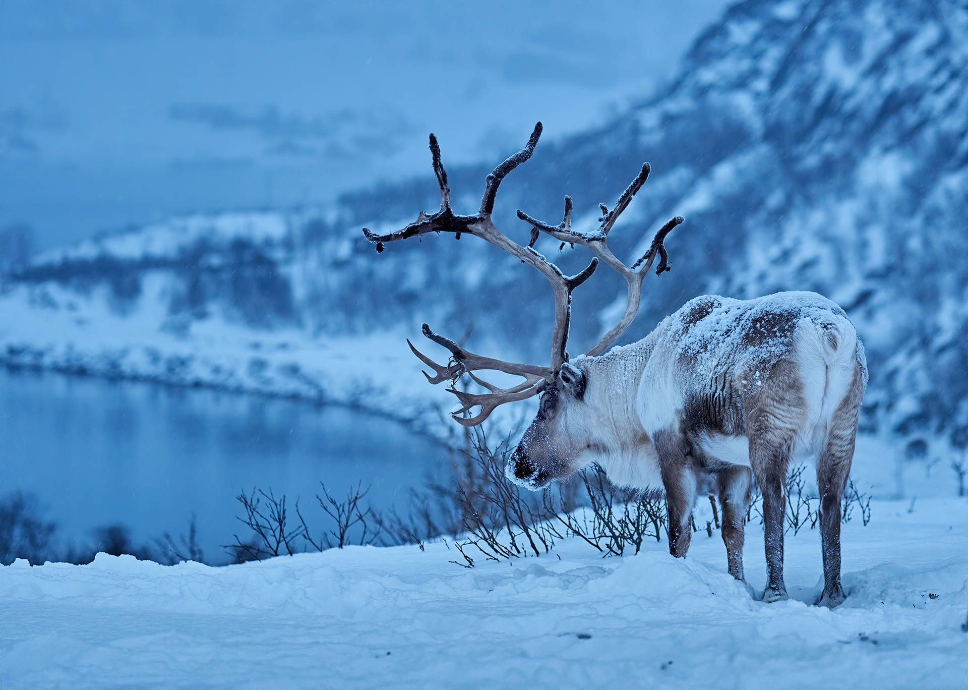 1920X1368 Reindeer Wallpaper and Background