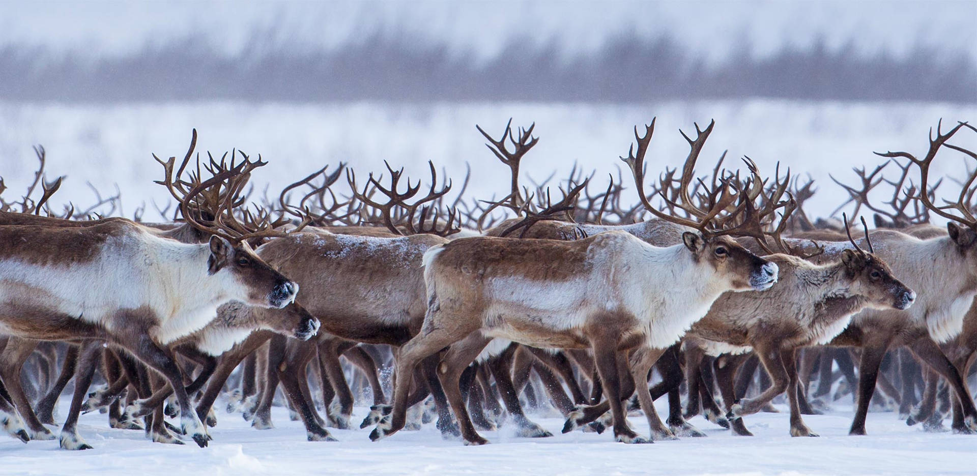 2000X975 Reindeer Wallpaper and Background