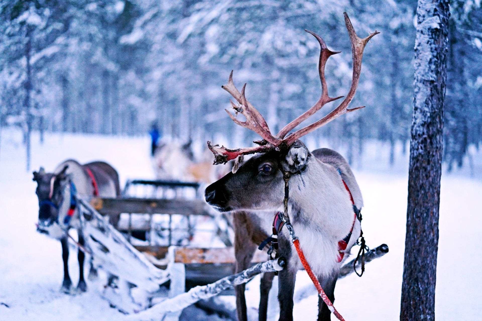 3264X2176 Reindeer Wallpaper and Background