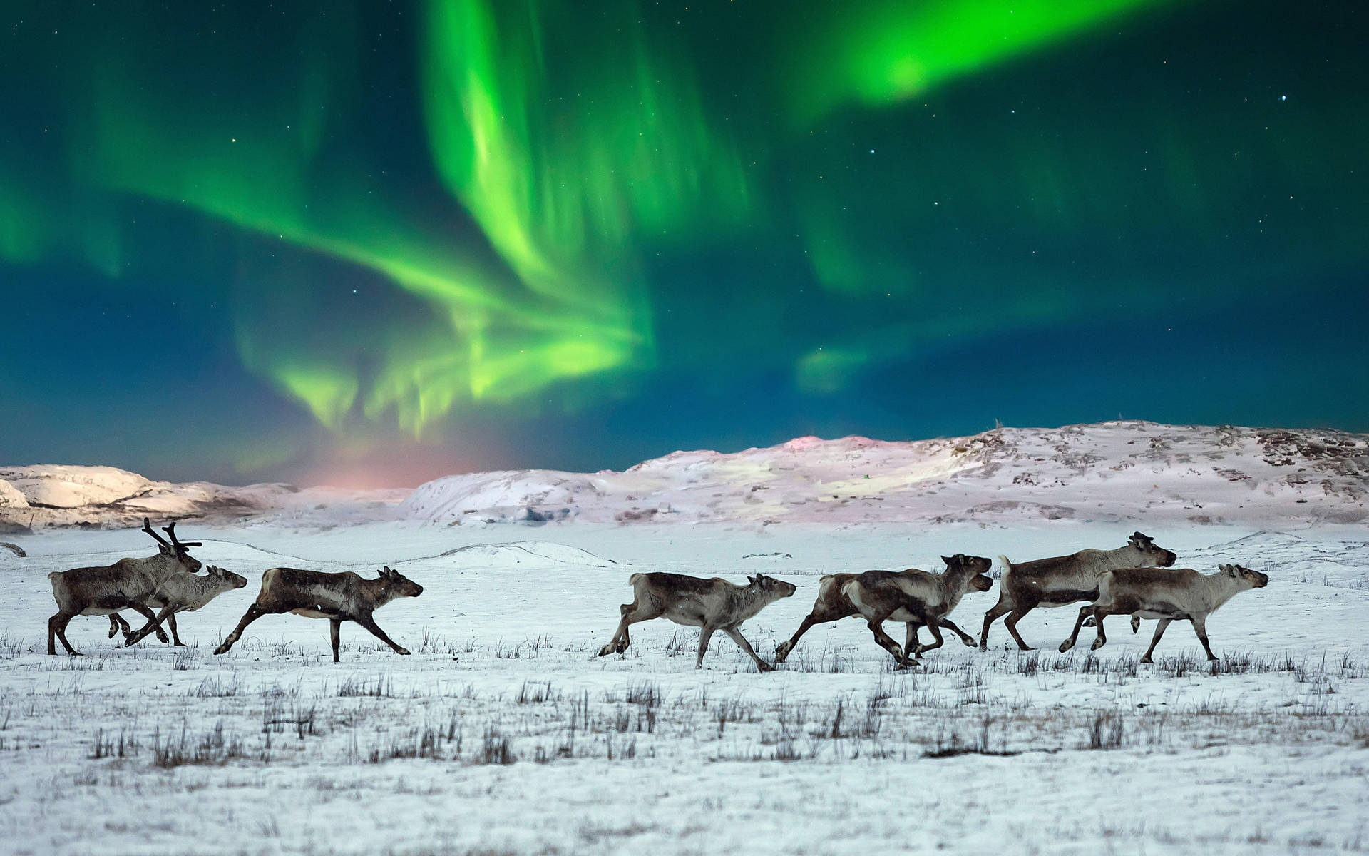 3840X2400 Reindeer Wallpaper and Background