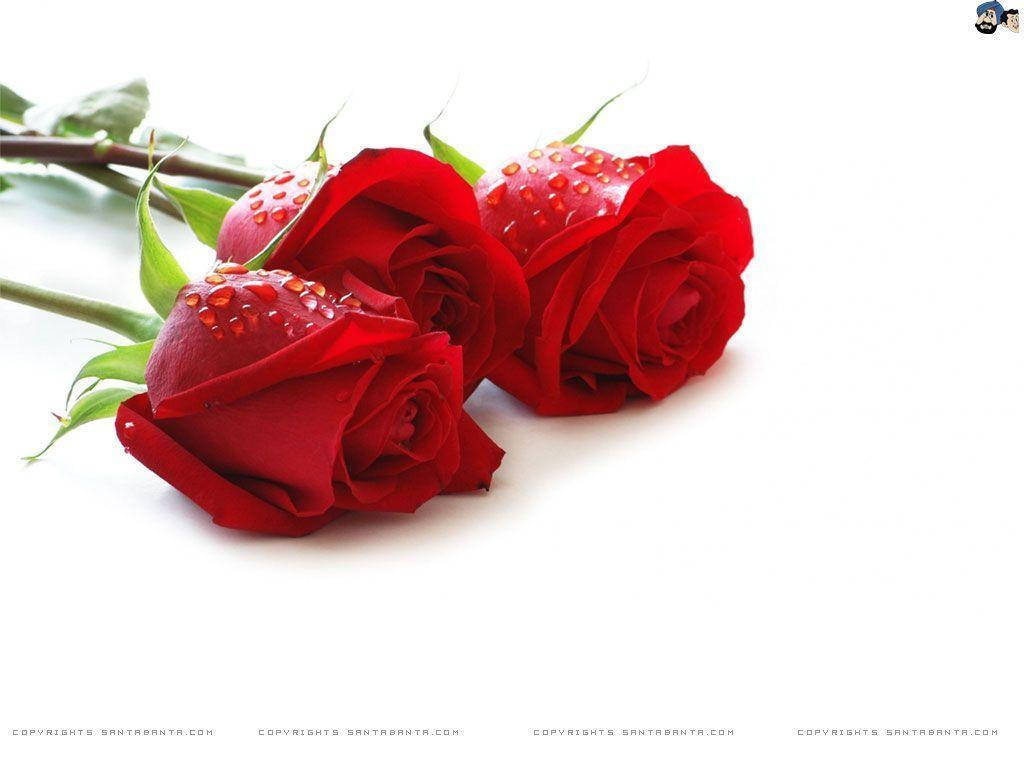 1024X768 Rose Wallpaper and Background