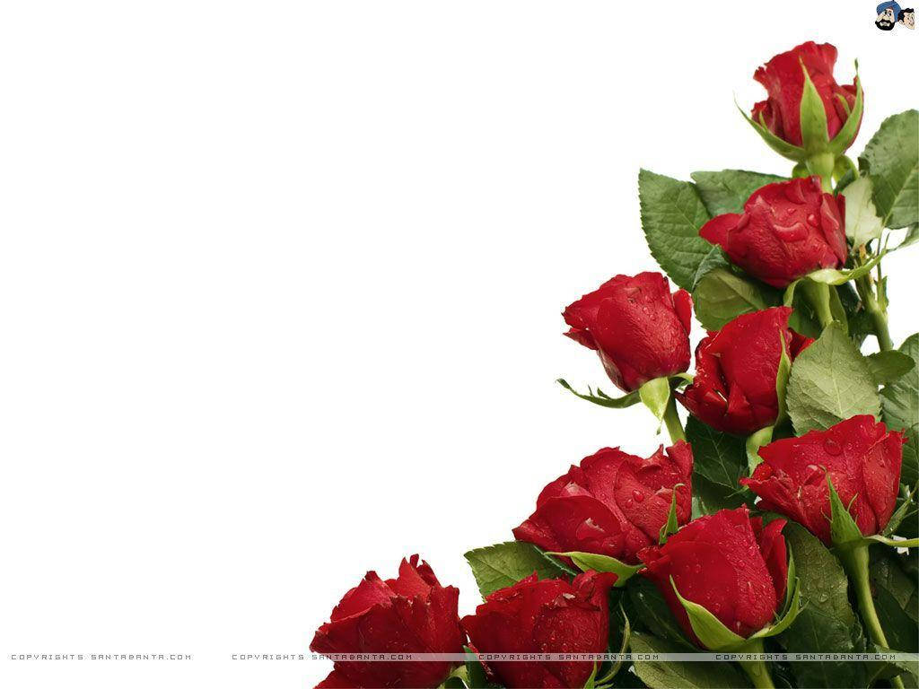 1024X768 Rose Wallpaper and Background